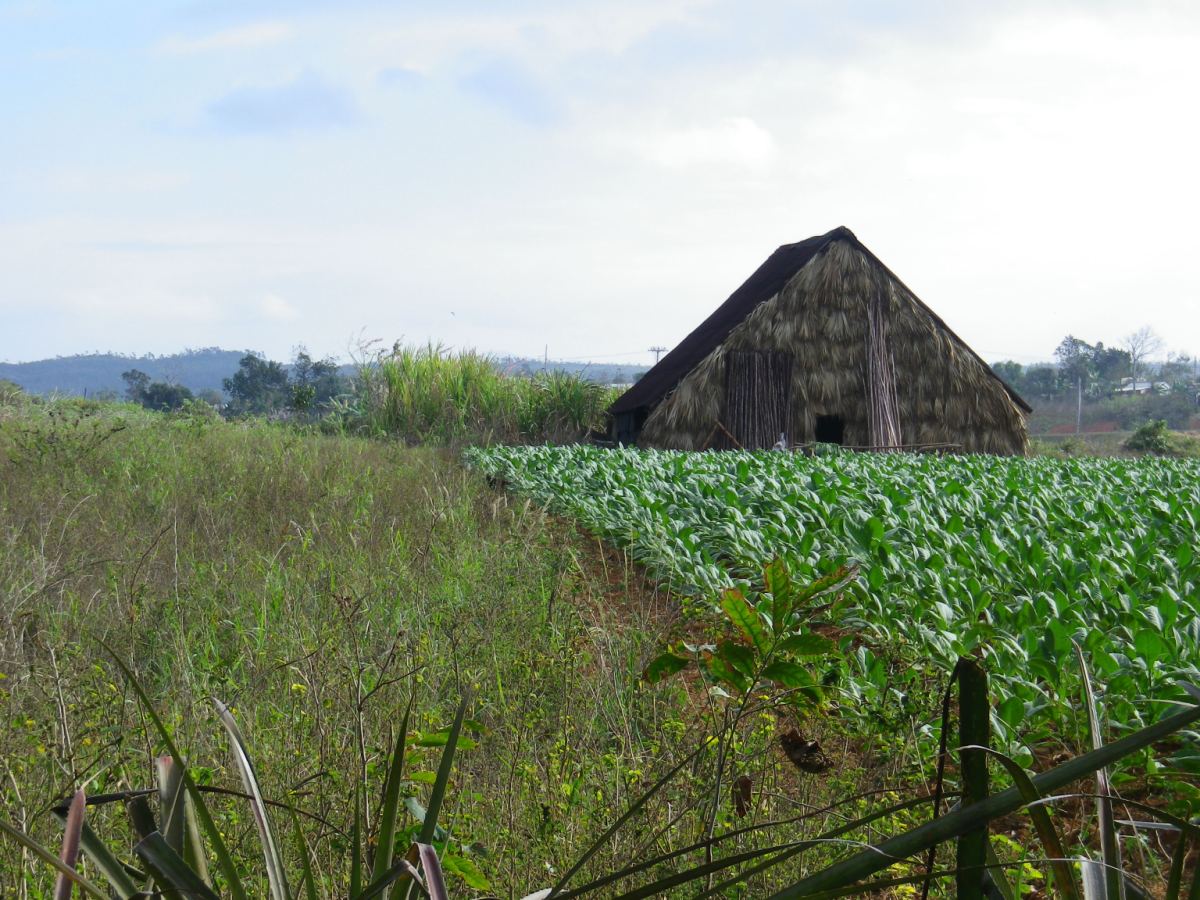 Tobacco Farm01.jpg